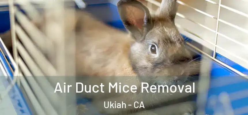  Air Duct Mice Removal Ukiah - CA